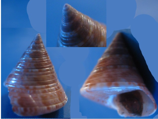 Calliostoma?
